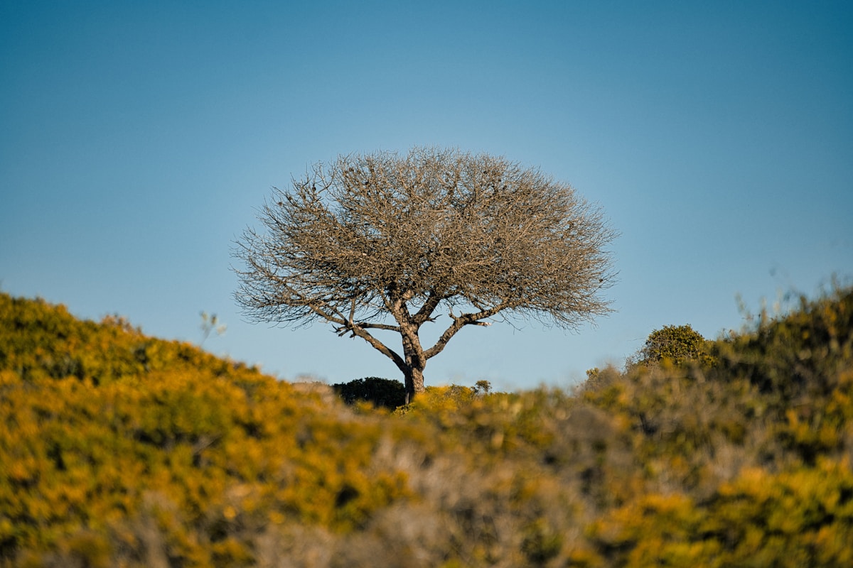 Lone tree in golden scrubland under a clear blue sky, Algarve interior countryside, Portugal