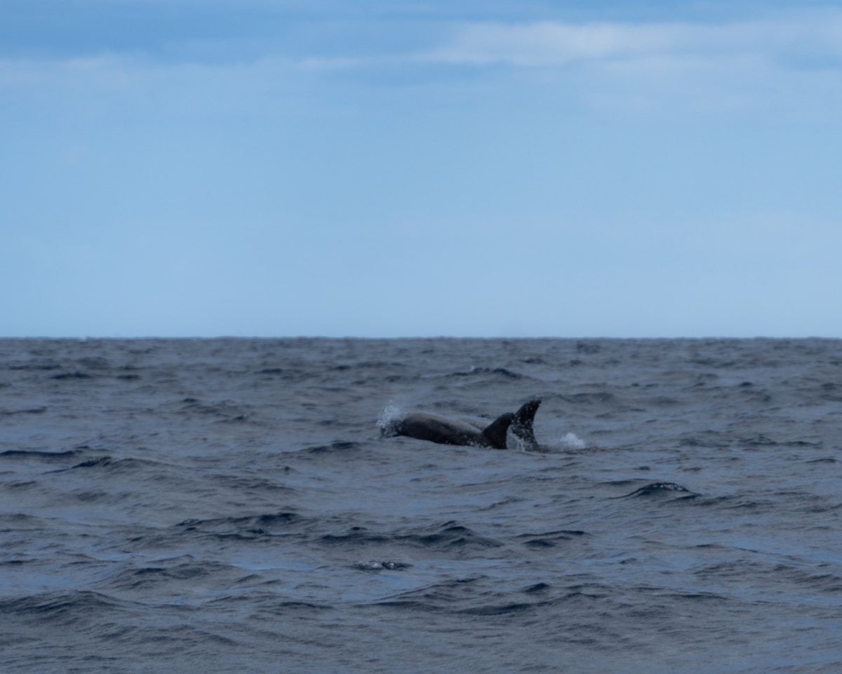 Dolphins swimming and jumping in the Atlantic Ocean near Pico island, Azores, Portugal