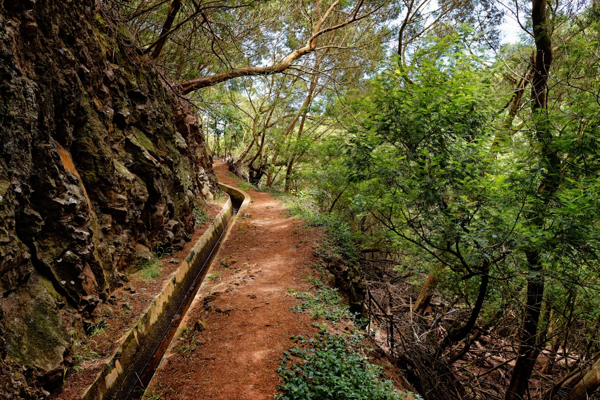 A narrow levada path runs between a volcanic rock wall and ancient laurissilva forest in Madeira, Portugal