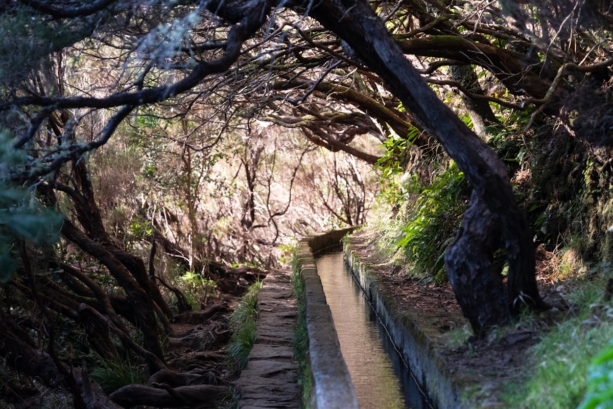 Hikers walking along a narrow path beside a levada water channel through Madeira's laurissilva forest