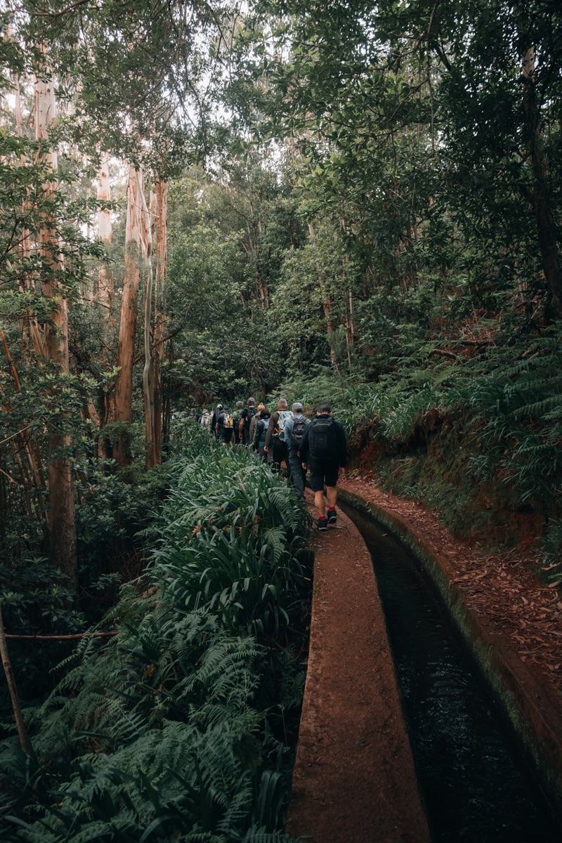 Hikers walking along a narrow levada path through lush green forest, Madeira, Portugal