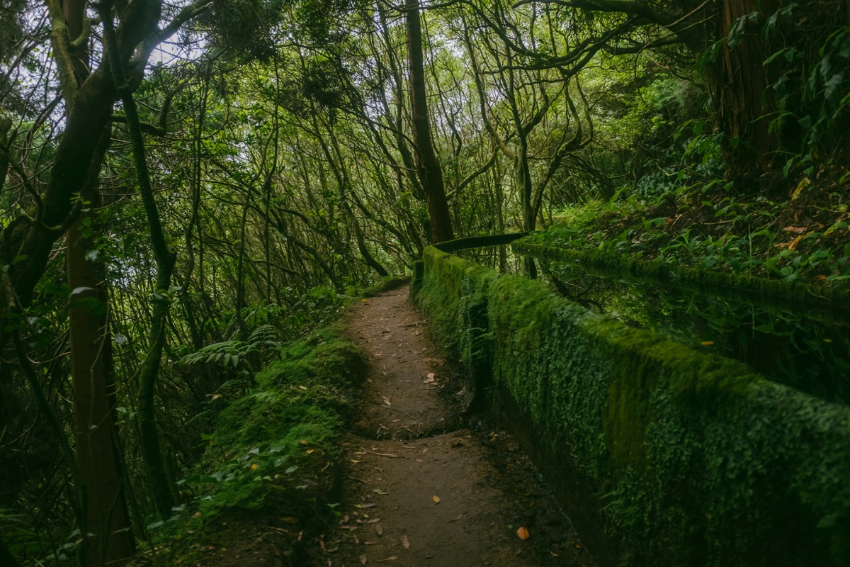 Moss-covered stone wall alongside a lush laurisilva forest trail on the Azores islands, Portugal