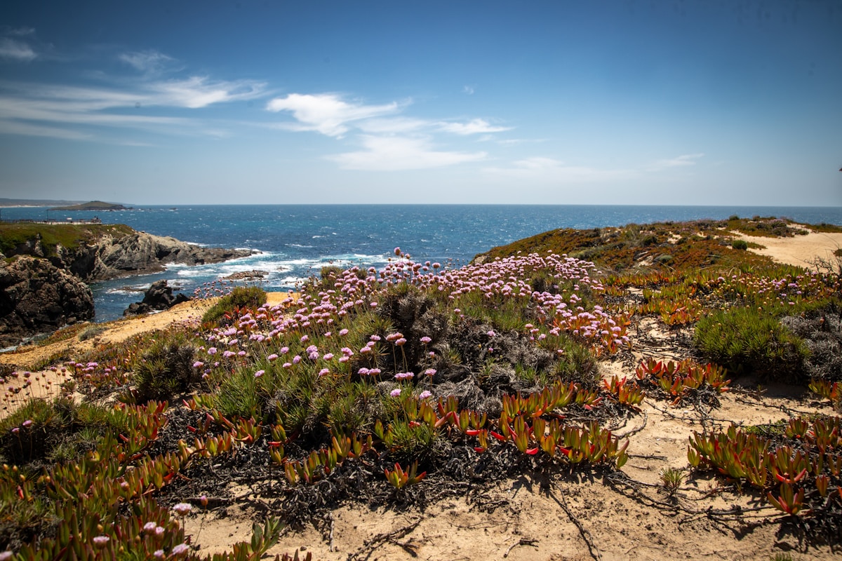 Wild coastal landscape with pink wildflowers overlooking the Atlantic at Porto Covo, Costa Vicentina, Portugal