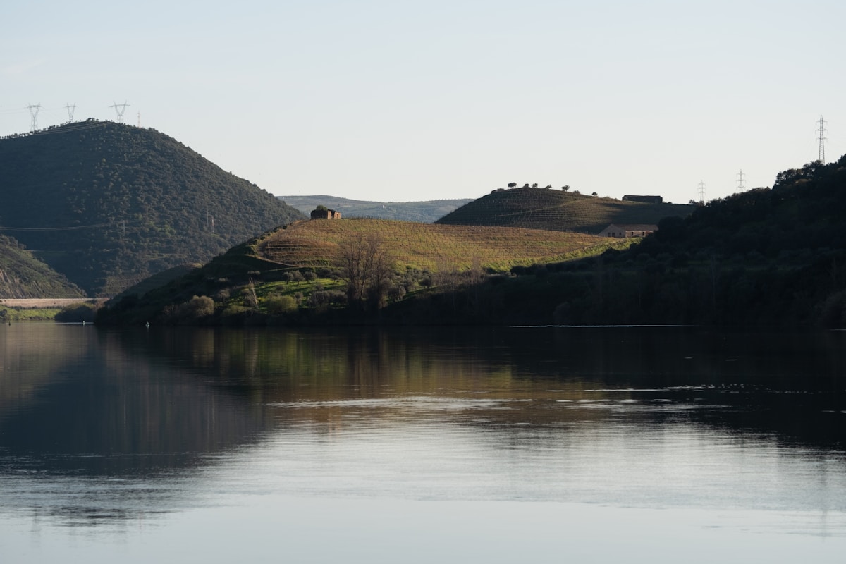 Terraced vineyards framed by oleander flowers in the Douro Valley, Portugal