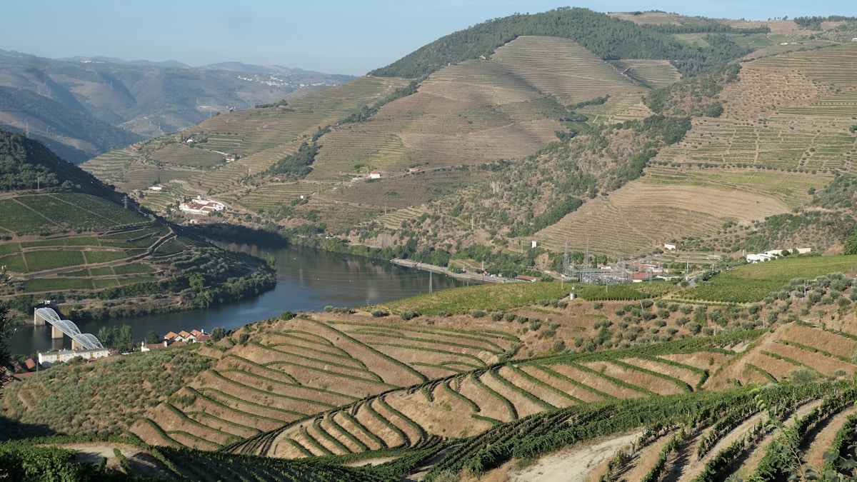Terraced vineyards in the Douro Valley, Portugal, at sunset
