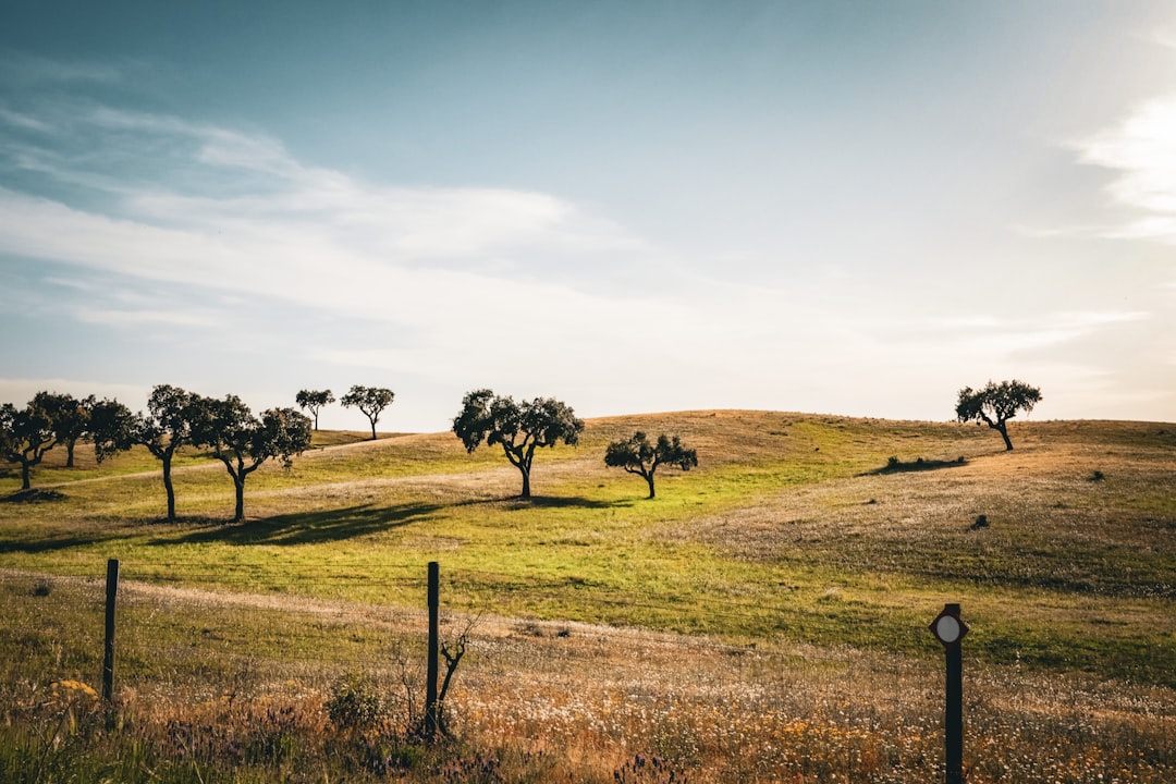 Cork oak trees scattered across the rolling golden plains of the Alentejo wine region at dusk, Portugal
