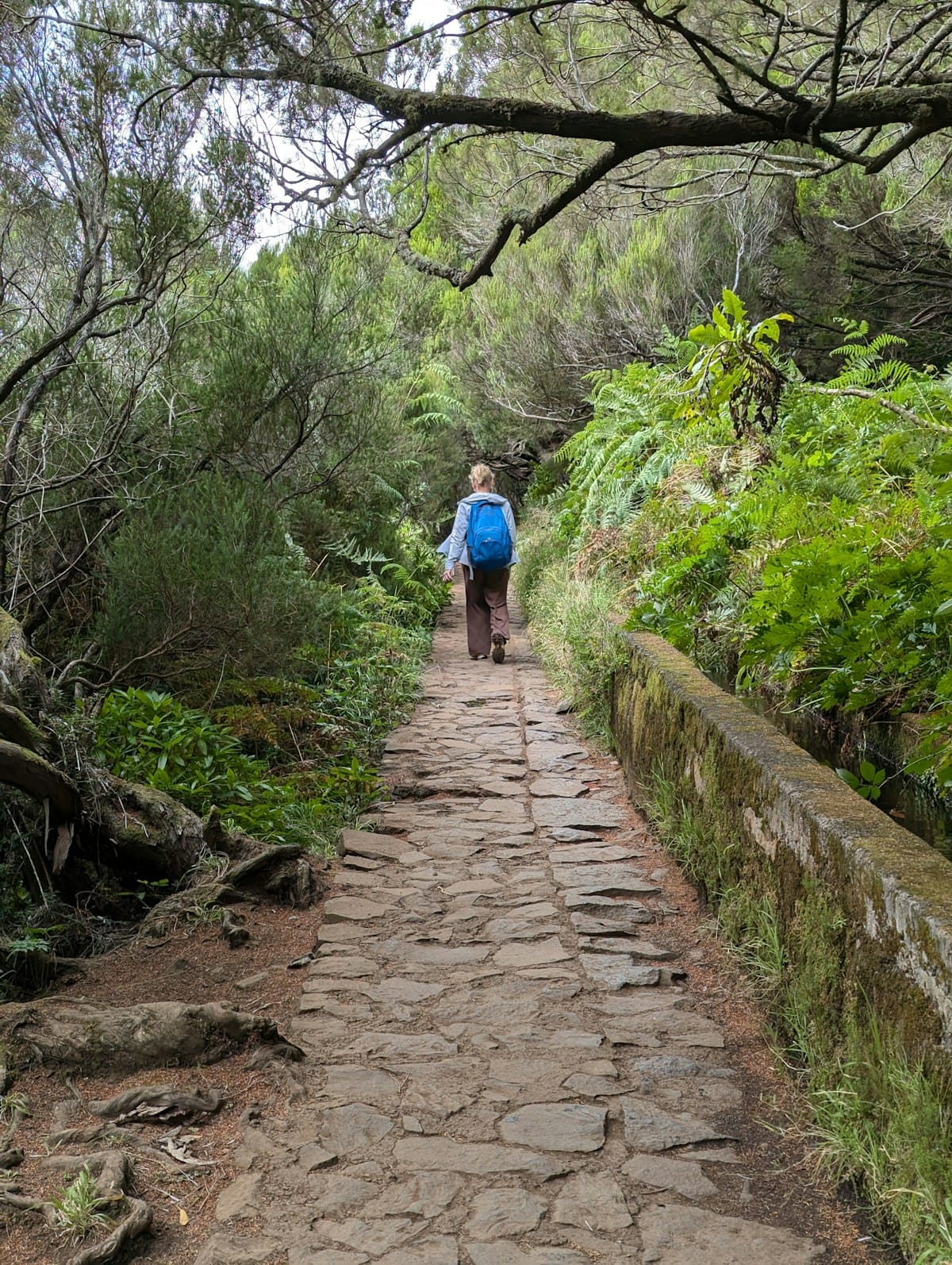 A hiker walking along a stone-paved levada path through dense forest, Madeira, Portugal