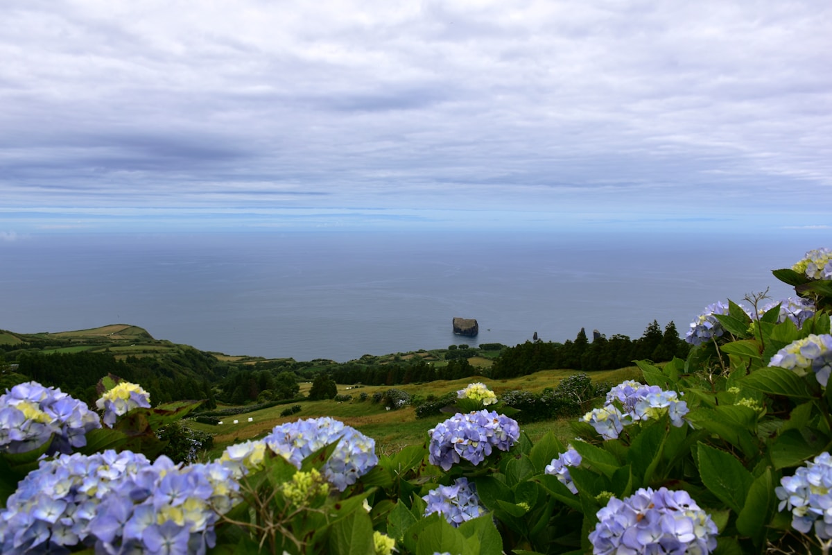 Blue hydrangeas overlooking green hills and the Atlantic Ocean with an islet, Faial island, Azores, Portugal