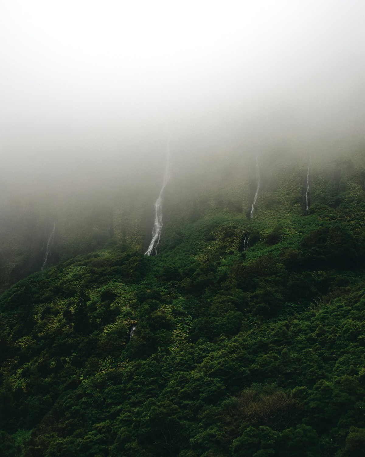 Thin waterfalls cascading down dense fog-covered green volcanic cliffs, Flores island, Azores, Portugal